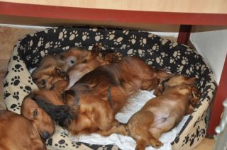 Jamnik d�ugow�osy